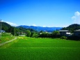 夏の里山