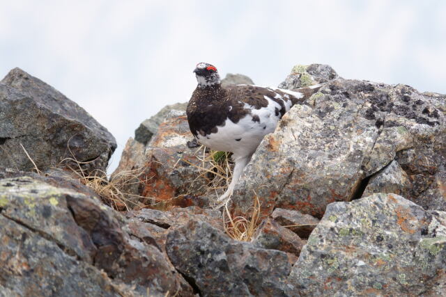 白馬岳の雄雷鳥2