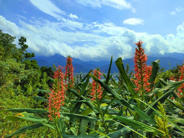 夏の花