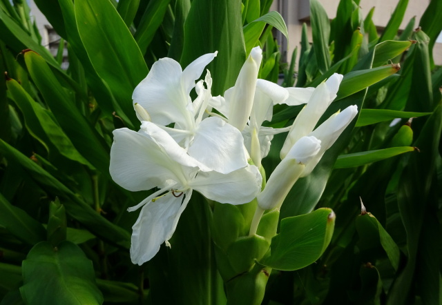 生姜の花