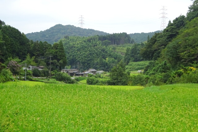 山村集落 稲の穂が出る頃