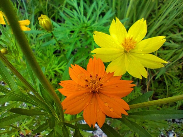 夏の花