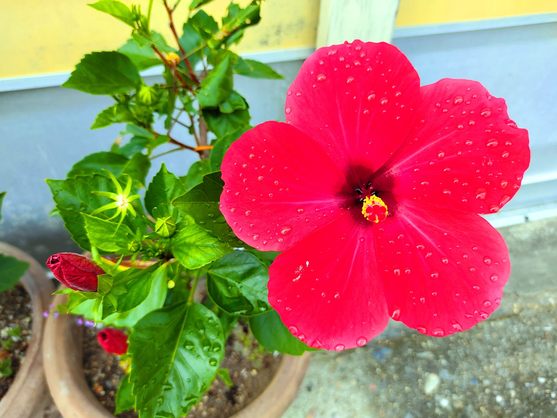 花 植物 夏の花 壁紙19x1440 壁紙館