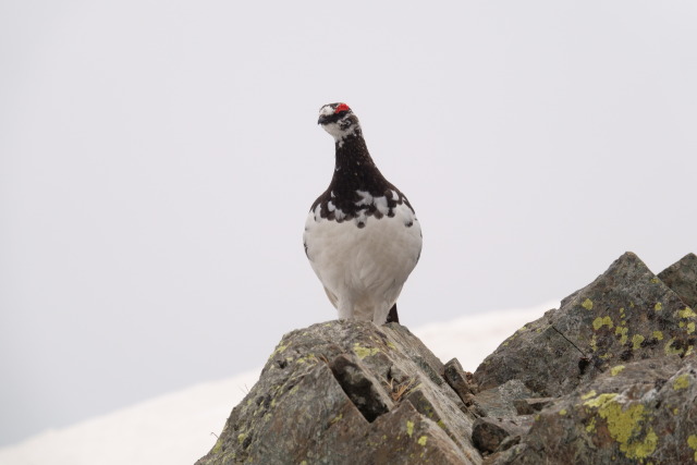 白馬岳の雄雷鳥5