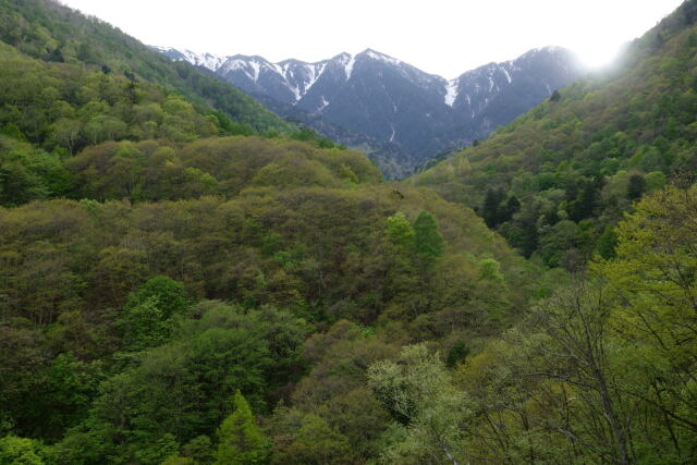 新緑と蝶ヶ岳