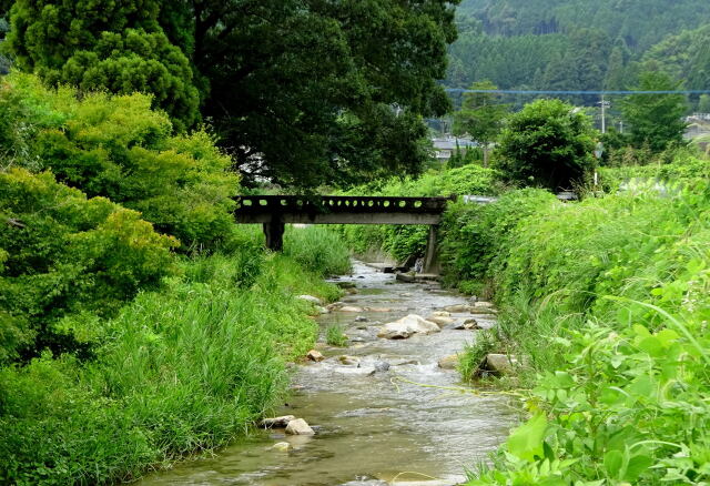 深い緑に流れる夏の小川