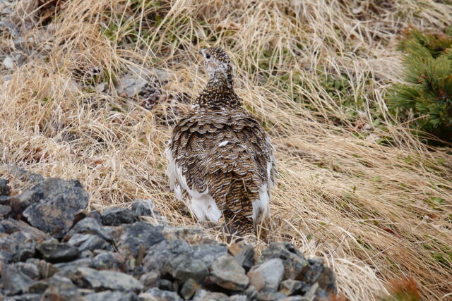 白馬岳の雌雷鳥5