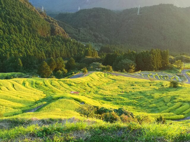 初秋の千枚田