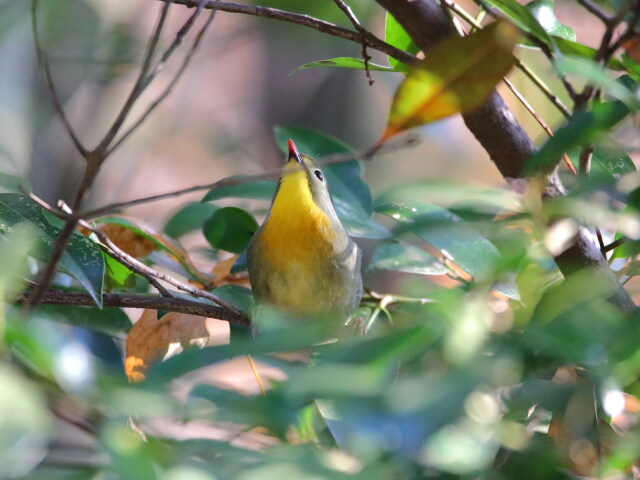 ソウシチョウ2