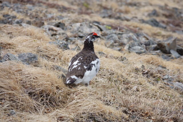 白馬岳の雄雷鳥6