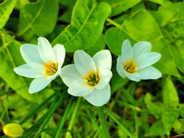 初秋の花