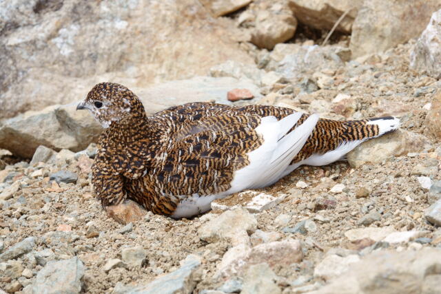 白馬岳の雌雷鳥