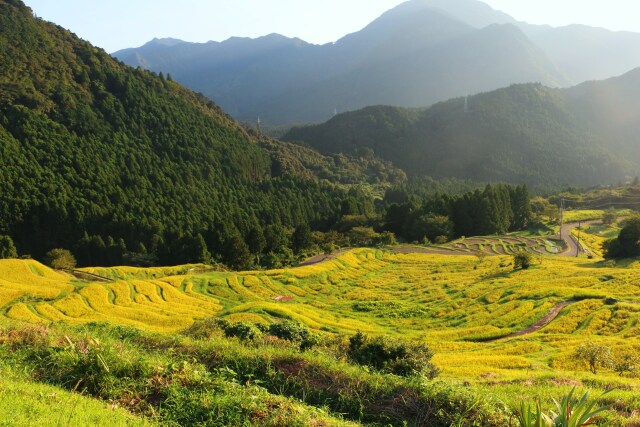 初秋の千枚田