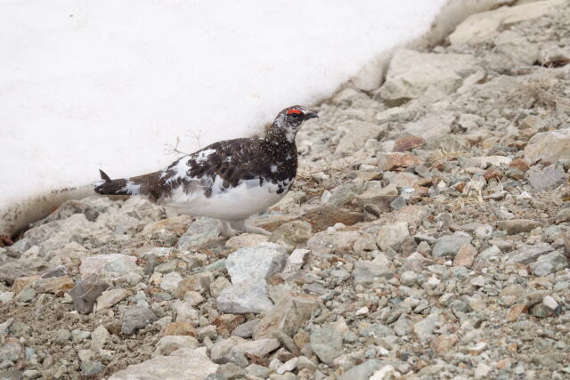 白馬岳の雄雷鳥10