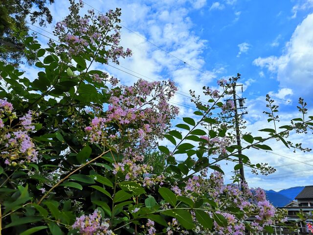 秋の空と花