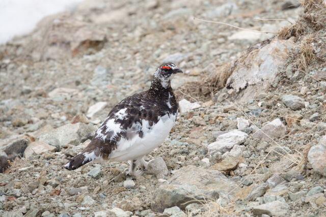 白馬岳の雄雷鳥11