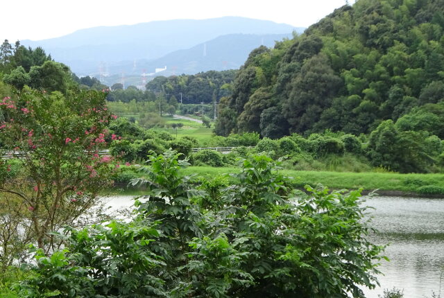 遠ざかる夏の思い出百日紅