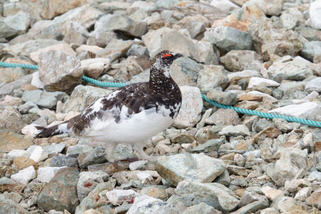 白馬岳の雄雷鳥12