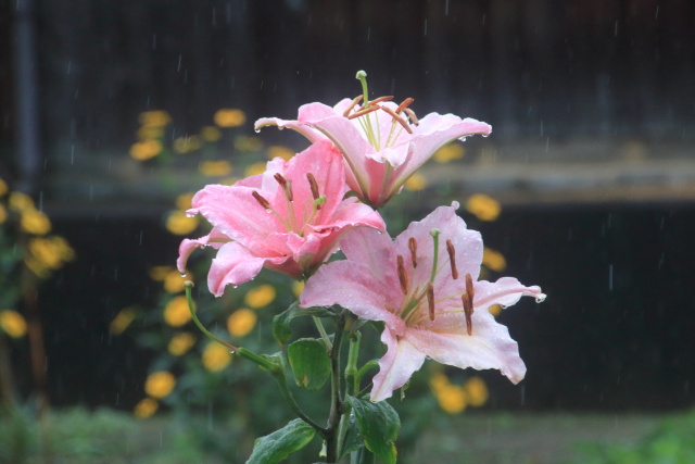 雨に打たれる花