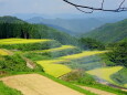 稲刈りが始まった山間棚田