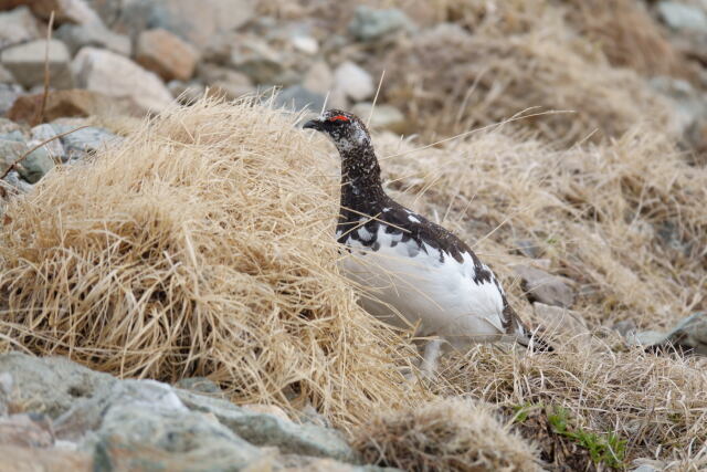 白馬岳の雄雷鳥13