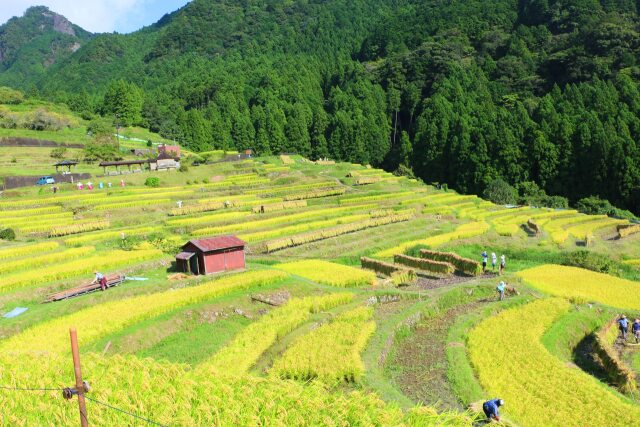 秋の千枚田