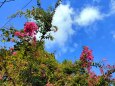 秋の空と花