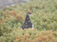 継子岳の雄雷鳥2