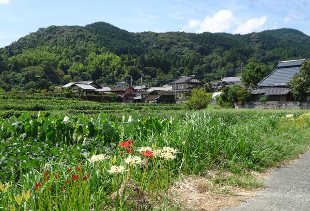 彼岸花が咲く頃