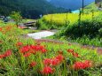 秋の里山