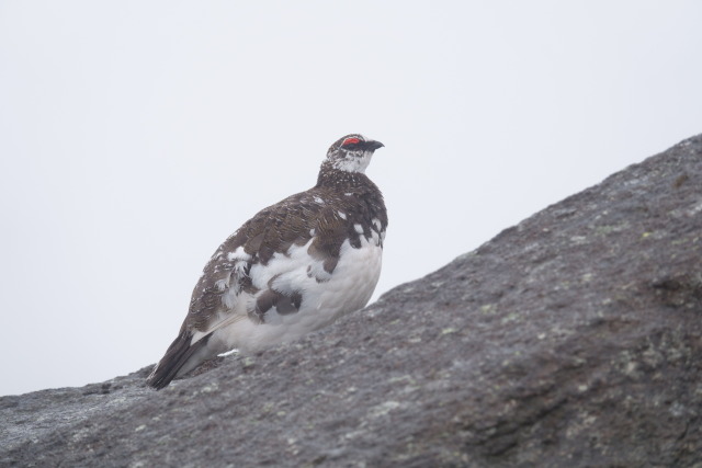 御嶽継子岳の雄雷鳥3