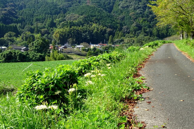 山里に彼岸花が咲く頃