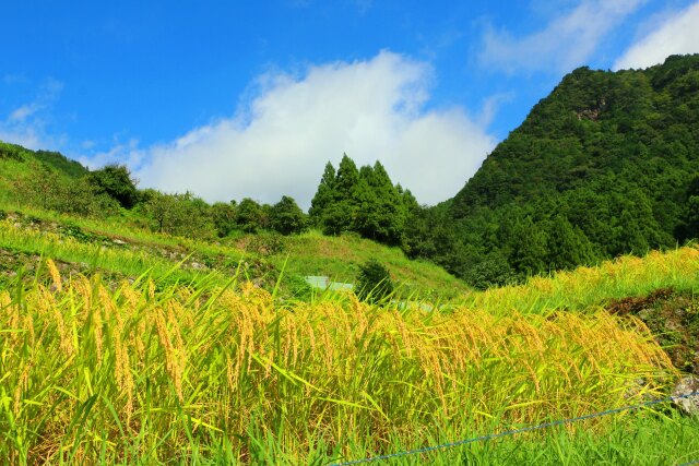 秋の里山