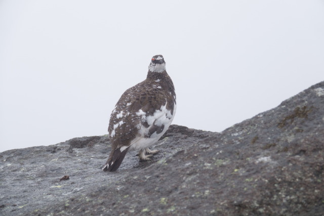 御嶽継子岳の雄雷鳥4