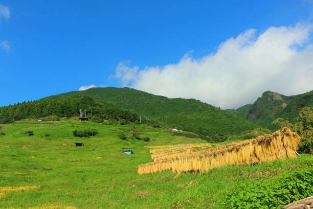 秋の丸山千枚田