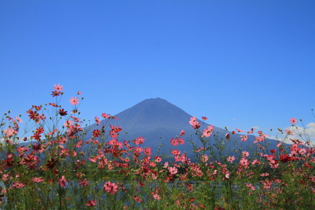 コスモスに富士山