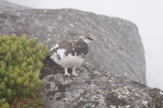 御嶽継子岳の雄雷鳥5