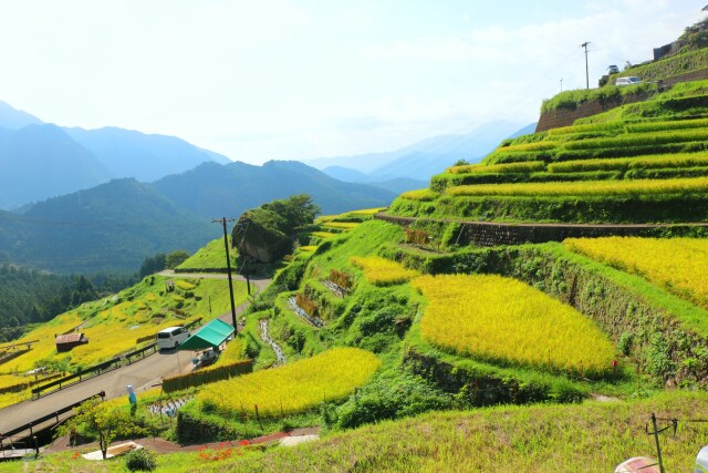 秋の千枚田