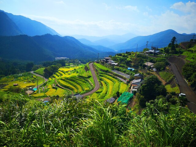 秋の丸山千枚田