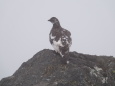 御嶽継子岳の雄雷鳥