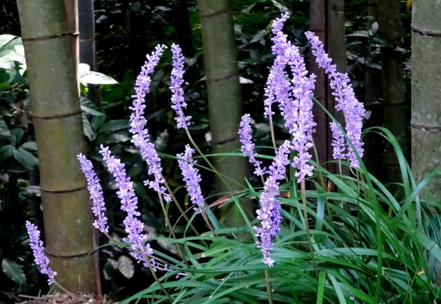 秋のさわやかヤブランの花