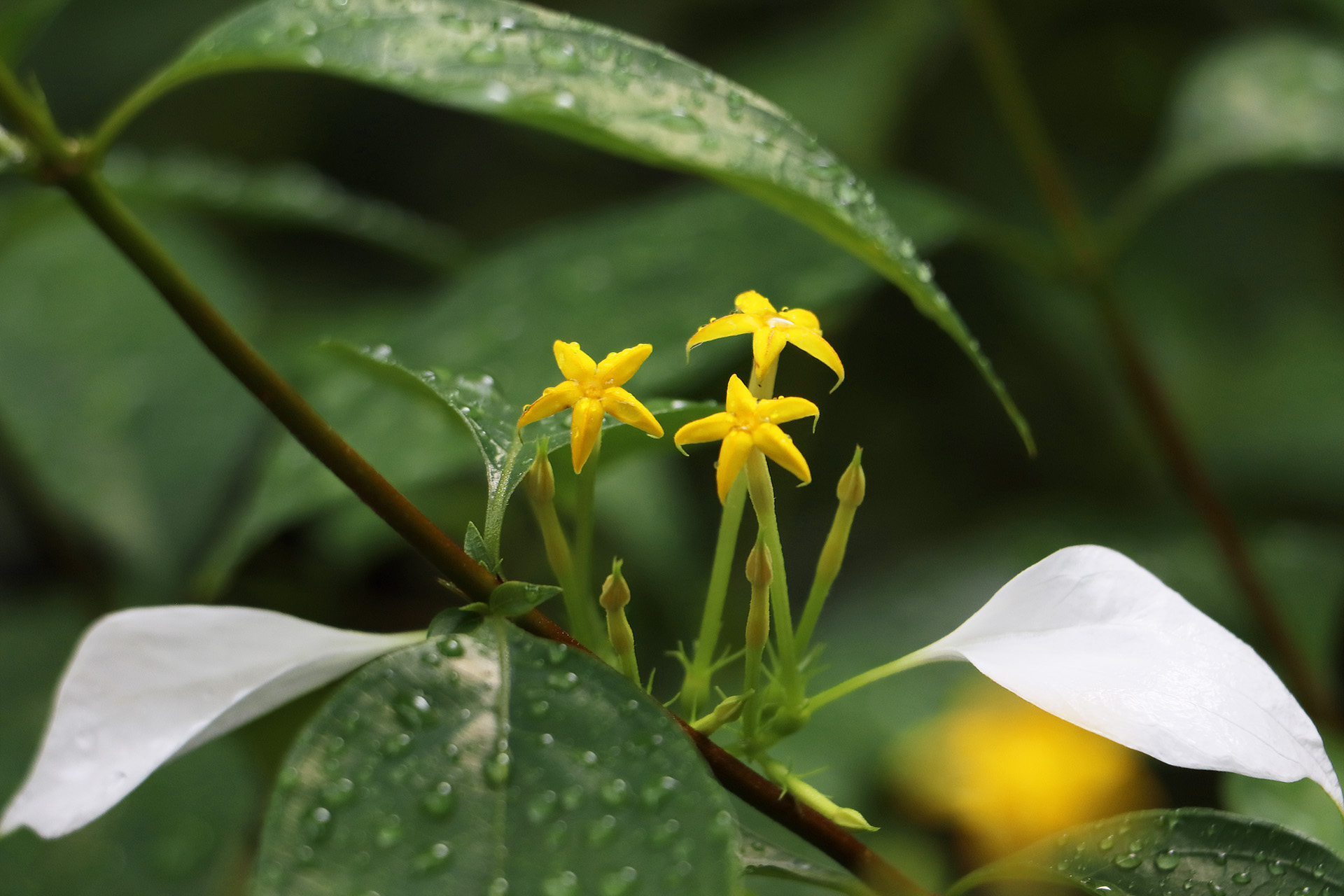 花 植物 コンロンカ 壁紙19x1280 壁紙館