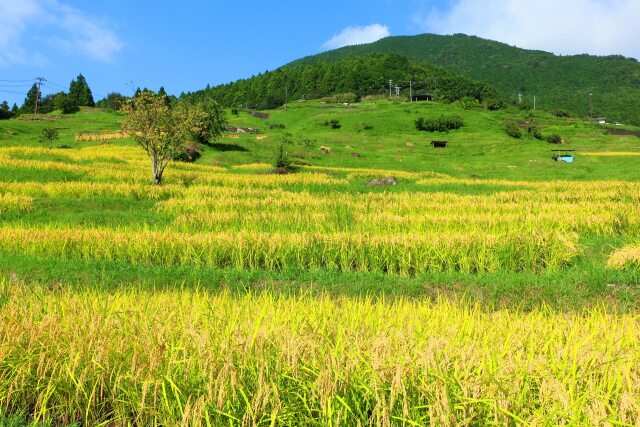 秋の千枚田