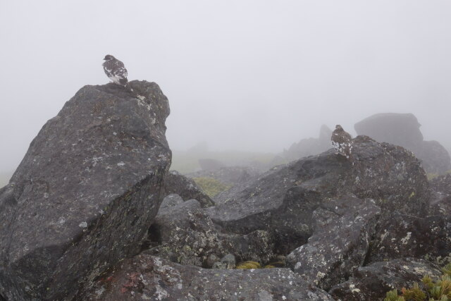 御嶽継子岳の雄雷鳥9