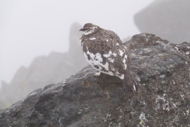 御嶽継子岳の雄雷鳥10