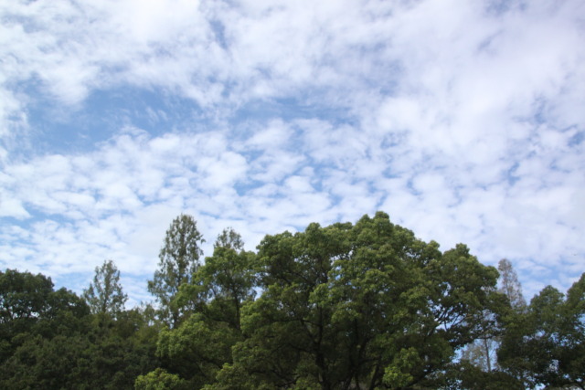 大木と大空