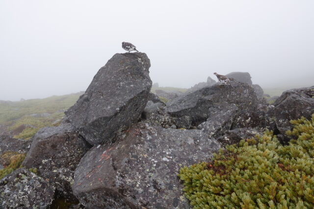 御嶽継子岳の雄雷鳥11