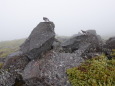 御嶽継子岳の雄雷鳥11