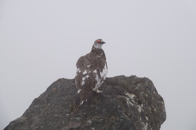 御嶽継子岳の雄雷鳥12