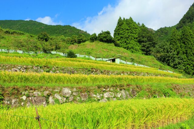 秋の里山